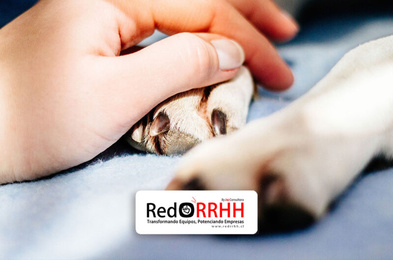 Permiso laboral por muerte de mascotas en Chile: Así funcionaría el nuevo derecho y qué exige el proyecto de ley